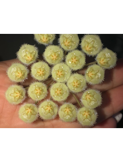 Hoya Mirabilis 'Clone A'