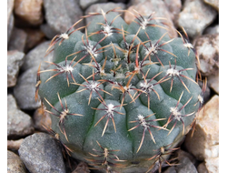 Gymnocalycium bruchii v. niveum VG 536