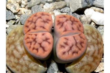 Lithops karasmontana 'mickbergensis' C168
