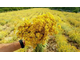 Гидролат Бессмертник (Helichrysum arenarium) цветы 100 мл