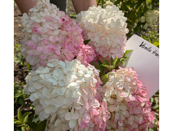 Гортензия метельчатая Ванила Фрайз