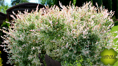 Ива "Хакуро-Нишики" (РОЗОВЫЙ ПРИРОСТ БУДТО ЦВЕТЫ) (саженец 1,5 года)