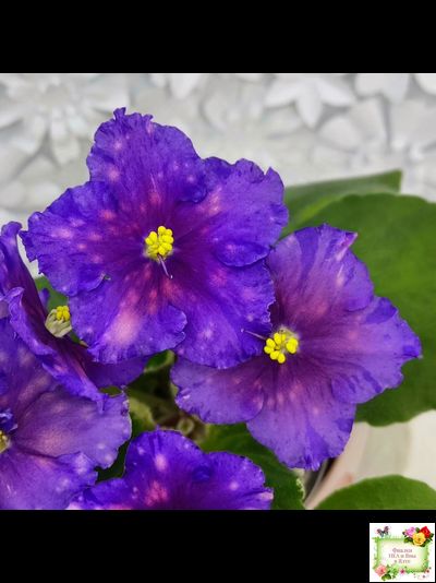 Nik-Сокровище Каравана (Н. Булко) 2022 г. (сортовой стартер)