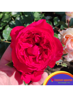 Цветелина Романтика (Ruban Rouge)