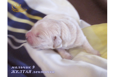 УЖЕ в НОВОМ ДОМЕ =Мальчик ЖЕЛТАЯ ленточка, 5 дней. ДР 28.01.20. 