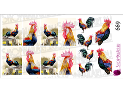 Слайдер-дизайн 669 - Красивый разноцветный петушок