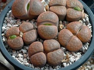 Lithops hookeri v.subfenestrata C175 (MG) - 10 семян