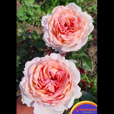 Гроссгерцогиня Луиза (Grossherzogin Luise)