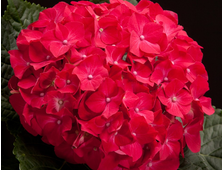 Гортензия крупнолистовая Хот Ред  2-х летка горш.С1.5л