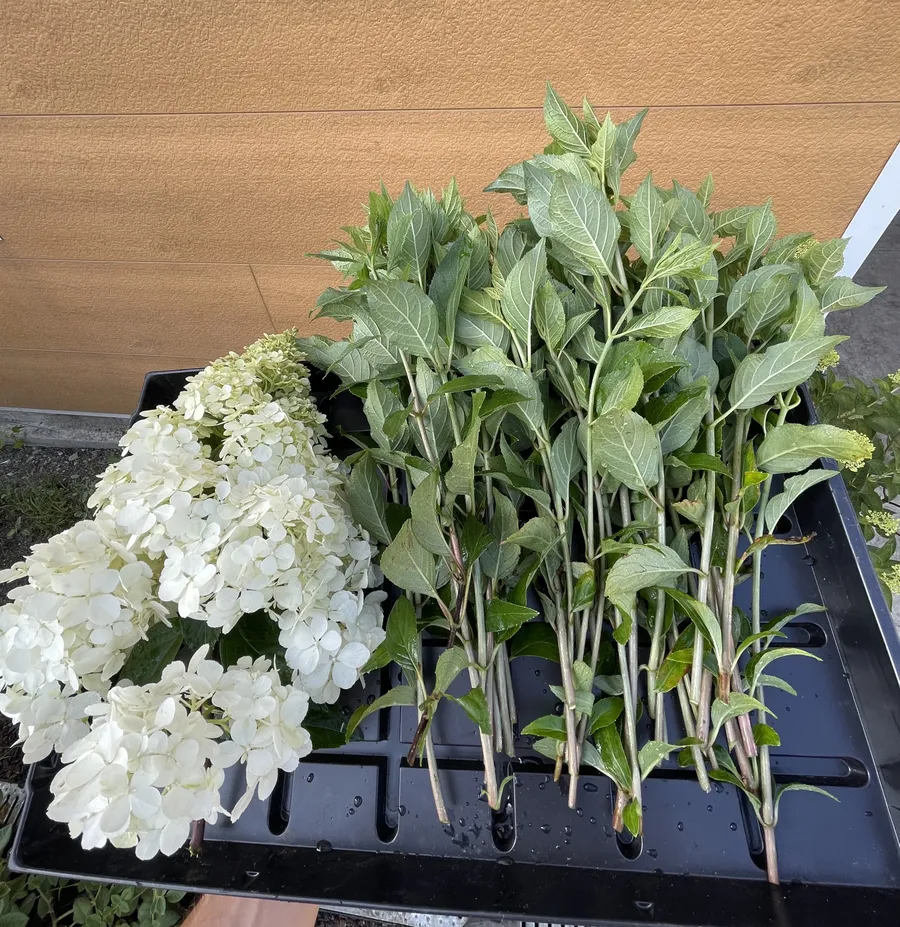 Подготовка черенков для зеленого черенкования гортензий.