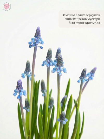 Молд "Мини мускари"