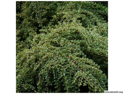 Кизильник горизонтальный - Horizontalis