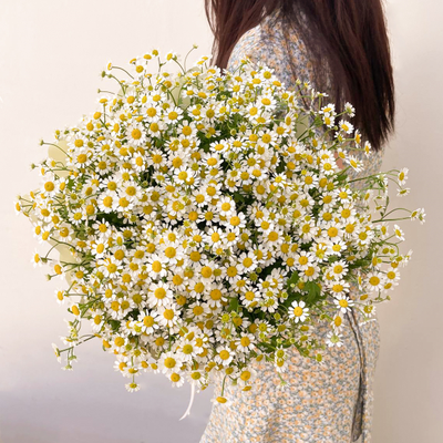 25 кустовых ромашек