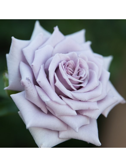 Замок Черники (Chateau Myrtille)