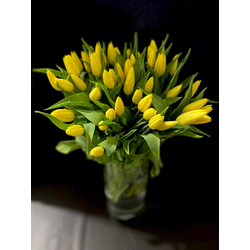 Тюльпаны 51 шт