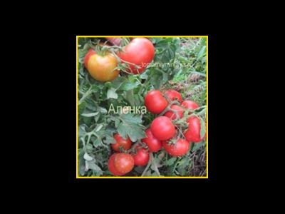Томат Аленка