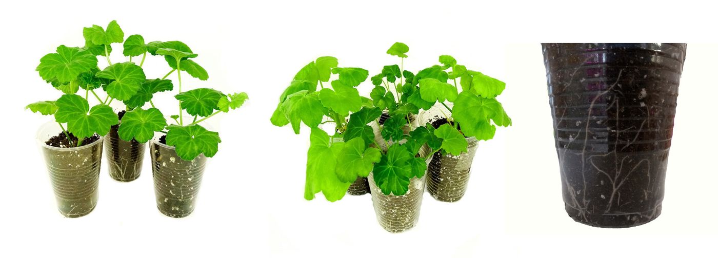 шлюмбергера черенки. клематисы размножение черенками весной. отростки фуксии. виноград на своем огороде. петуния ампельная рассада.