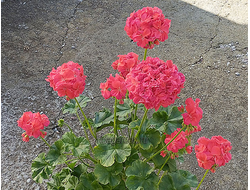 Пеларгония Ирида Товарищ Антон