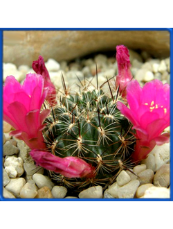Sulcorebutia bicolorspina VS 377