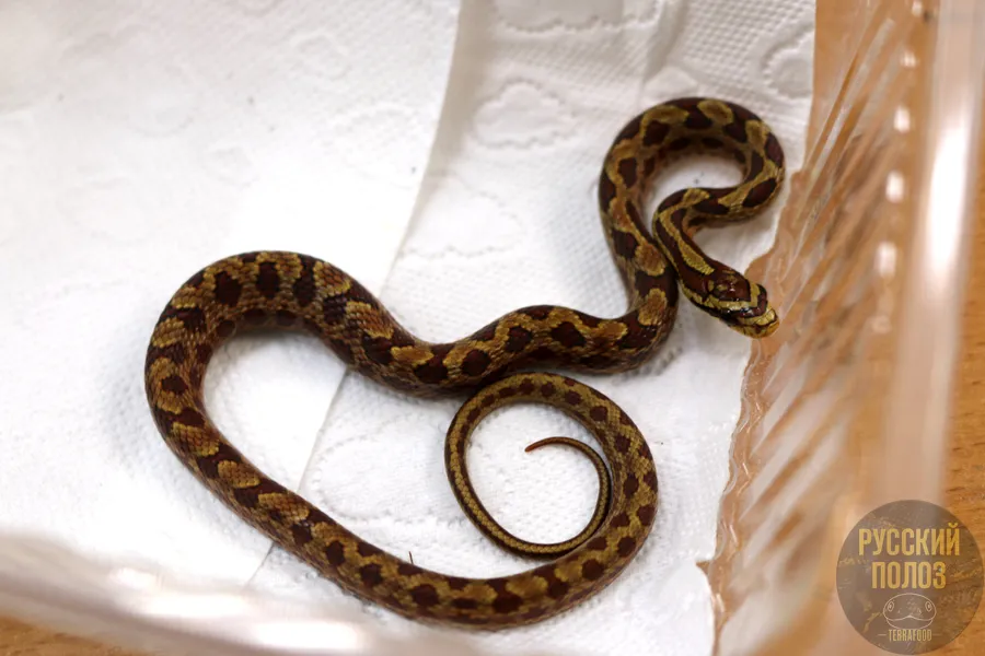 Двухпятнистый полоз, Elaphe bimaculata