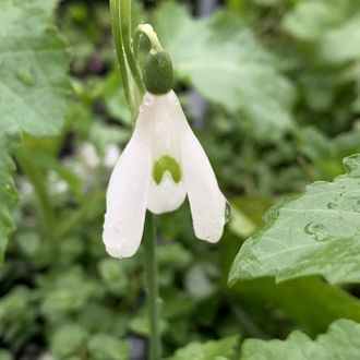 Galanthus reginae-olgae