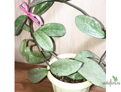 Hoya Carnosa 'Grey ghost'