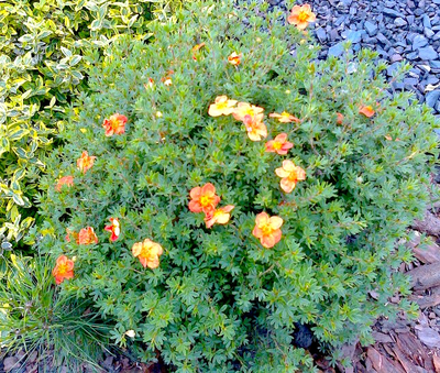 Лапчатка кустарниковая  Hopleys Orange