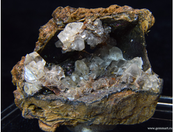 Гипс и псиломелан в полости ракушки. 41*34*18мм