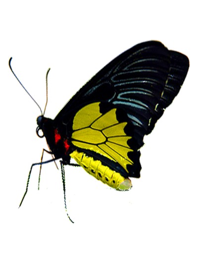 Букет пионовидных роз с большой бабочкой    "Весенний ветер" с тропической бабочкой №3