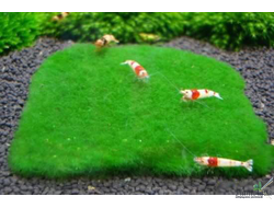 Кладофора шаровидная (Cladophora aegagrophila)