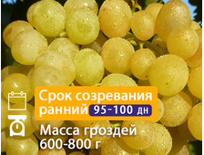 Кишмиш Цимус  (*новая технология) 2-х летний