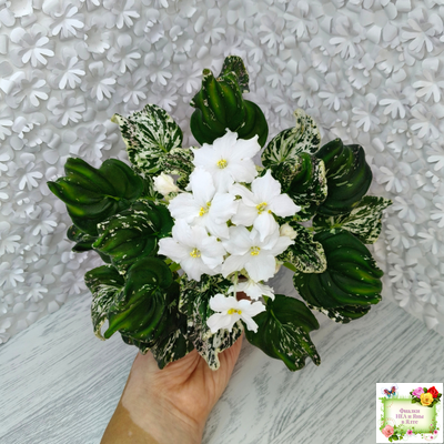 LV-Зюзя (Л. Шевелева) 2025 г. (лист укоренённый) трейлер