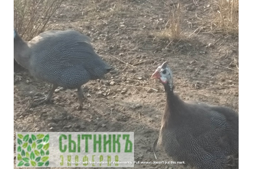 Живые цесарки на прогулке в деревне