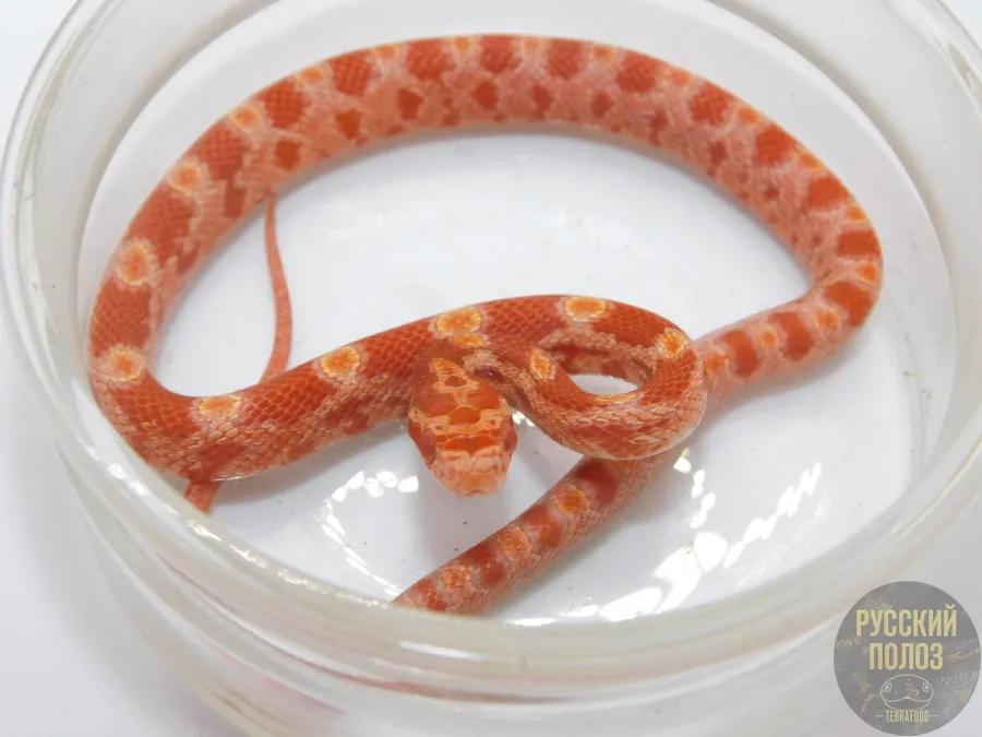 Полоз маисовый 