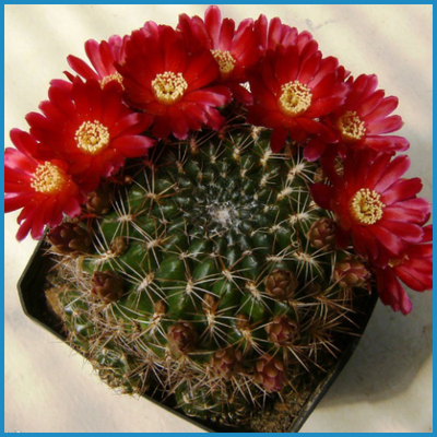 Weingartia rubriflora KK 1985