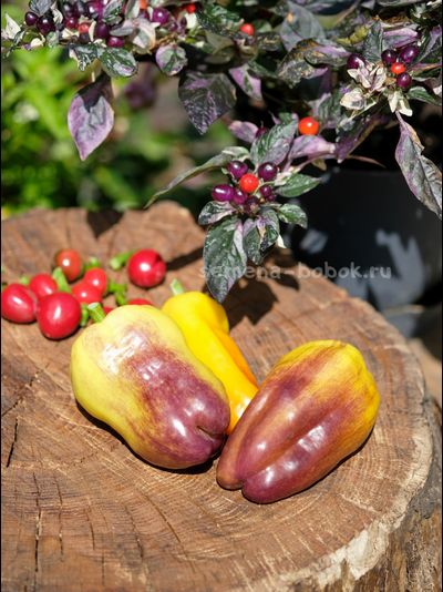 Перец сладкий Blot (Клякса), 10 шт