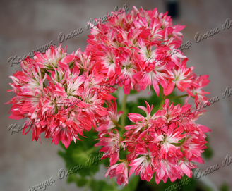 Butterfly  Brian West - пеларгония  звездчатая (стеллар) - описание, фото - купить черенок в Перми