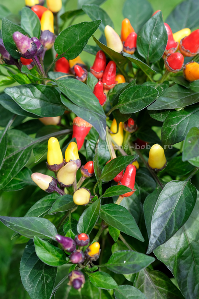 Перец острый BRW Claster, 10 шт