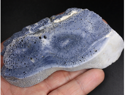 Коралл голубой Акори, Австралия (110*57*12 мм, 107 г) №37718