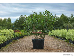 Арония черноплодная - Arónia melanocárpa