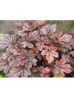 Гейхерелла Гансмоук