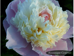 Пион Sators (Саторс)