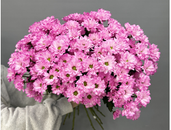 Букет из 15 кустовых хризантем