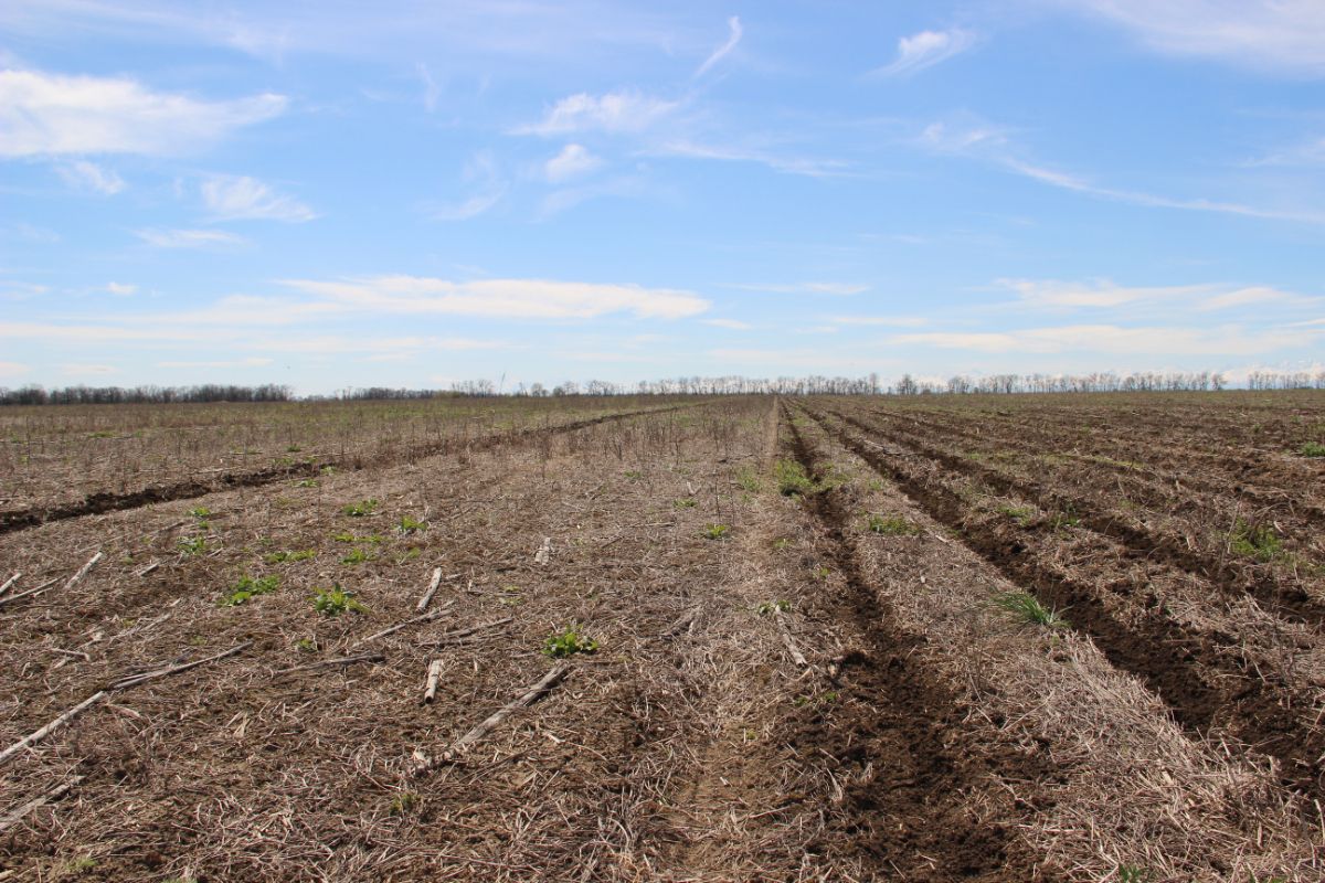  С 2012 года в компании работают по технологии NO-till и на площади 2,5 тыс.га в Кабардино-Балкарии 