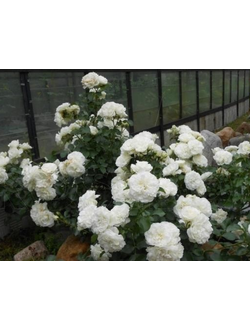 Роза 'White Meidiland'