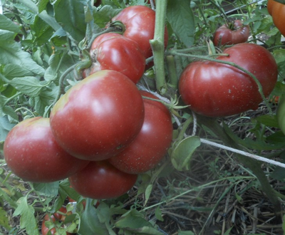 Томат Корнеевские