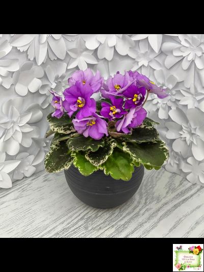 Sky Jems (Johnson) (лист посажен 29.01.26)