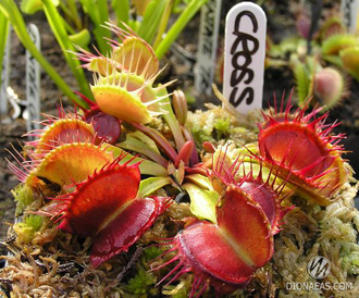 Dionaea muscipula Cross teeth