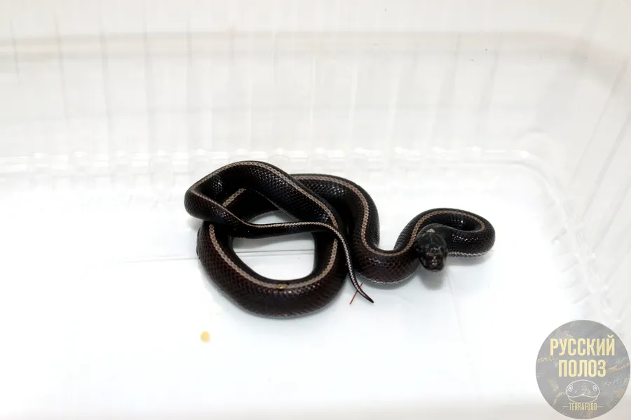 Змея королевская, Lampropeltis