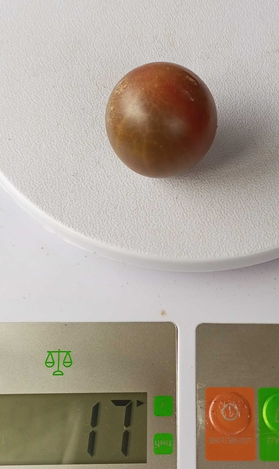 Томат Черри Фиолетовый сахар Рейнхарда (Reinhards Purple Sugar)